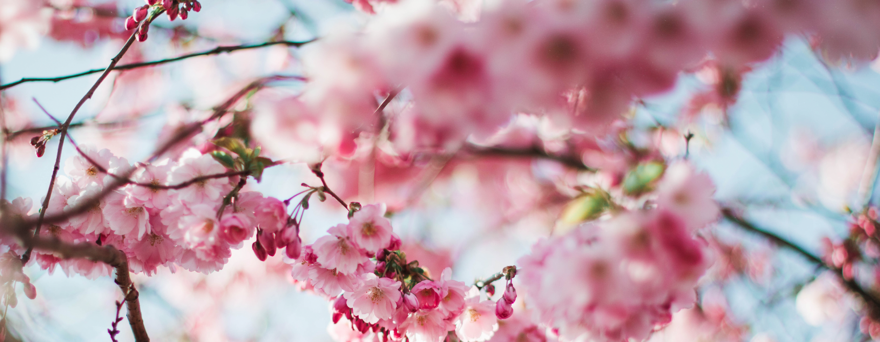 Ramo fiorito Ramo fiorito