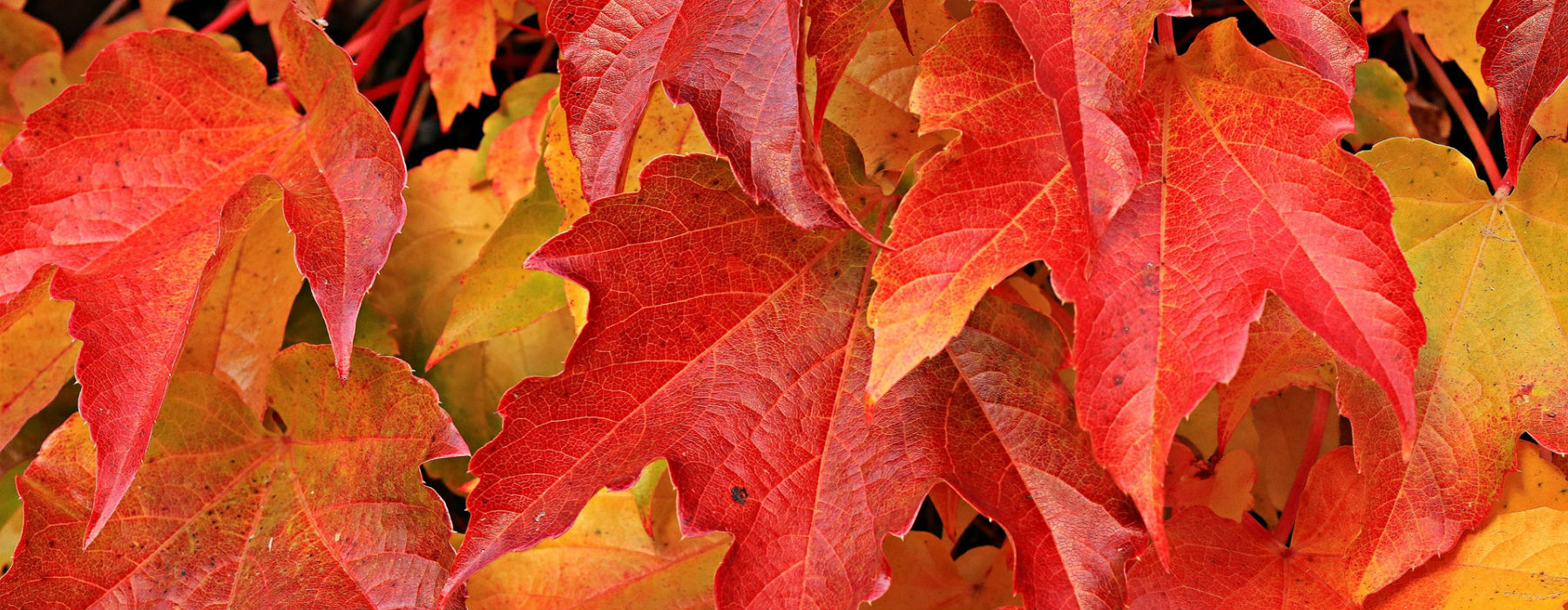 foglie autunnali