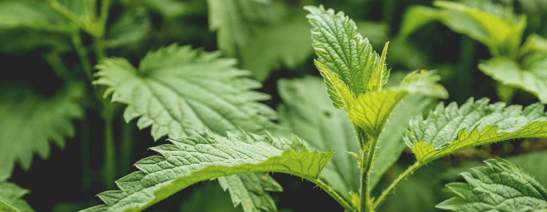 Erbe spontanee Erbe spontanee